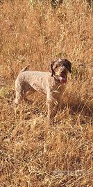 Lagotto romagnolo