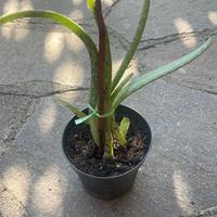 Aloe vera