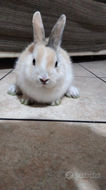 Coniglio nano
