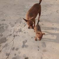 Pincher taglia piccola