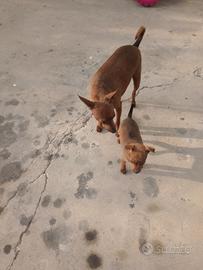 Pincher taglia piccola