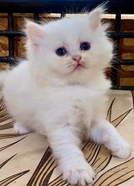 Gattina persiana normotipo doll face FEMMINA