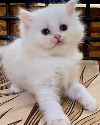 Gattina persiana normotipo doll face FEMMINA