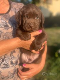Labrador marroni maschi con pedigree