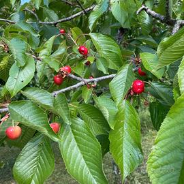 Villetta con terreno e frutteto a 2 min dalla LID