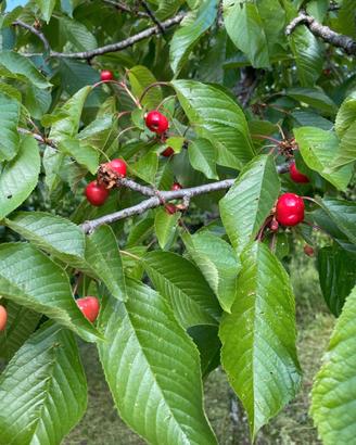 Villetta con terreno e frutteto a 2 min dalla LID