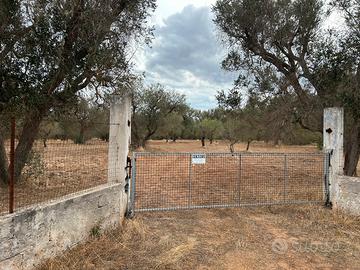 Uliveto recintato contrada Santa croce