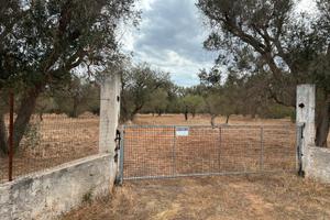 Uliveto recintato contrada Santa croce