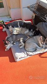 3 Splendidi cuccioli di Siberian Husky con pedigre
