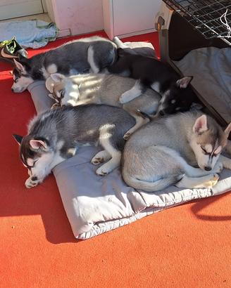 3 Splendidi cuccioli di Siberian Husky con pedigre