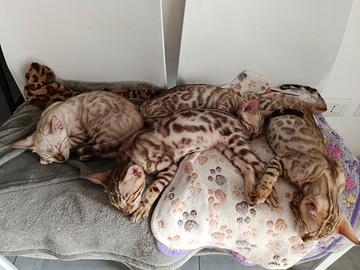 cuccioli bengala 