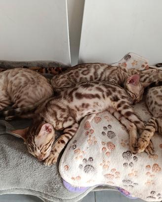 cuccioli bengala 