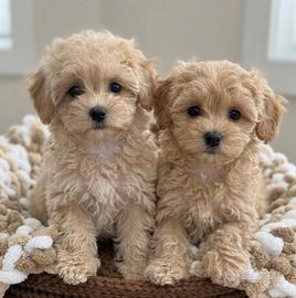 Cuccioli maltipoo