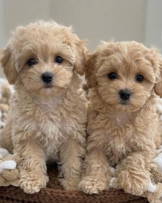 Cuccioli maltipoo