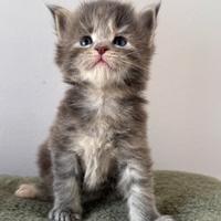 Cuccioli Maine Coon di alta genealogia