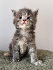 Cuccioli Maine Coon di alta genealogia