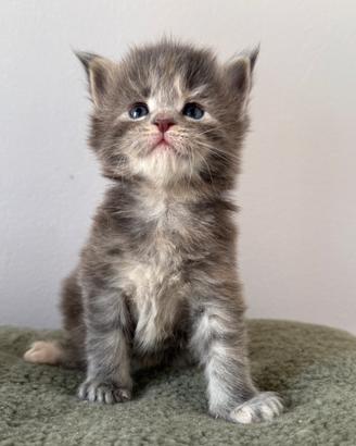 Cuccioli Maine Coon di alta genealogia