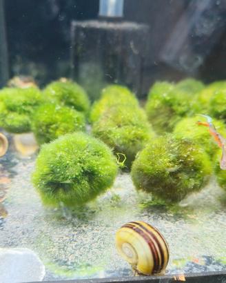 Lumache acquario e laghetto
