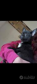Chihuahua con pedigree ENCI