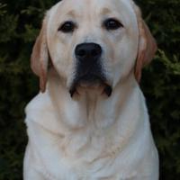 Labrador retriever