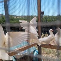 Colombe pavoncelle bianche per cerimonie