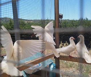 Colombe pavoncelle bianche per cerimonie