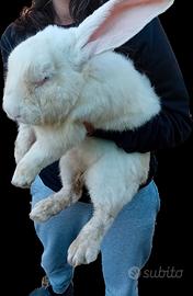 Cuccioli di Gigante delle Fiandre