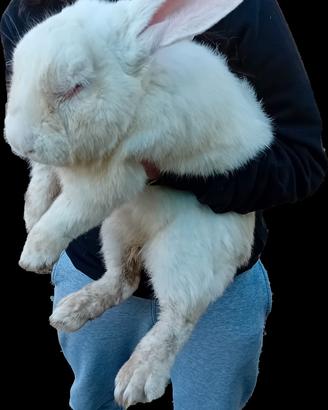 Cuccioli di Gigante delle Fiandre