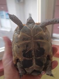 Animali