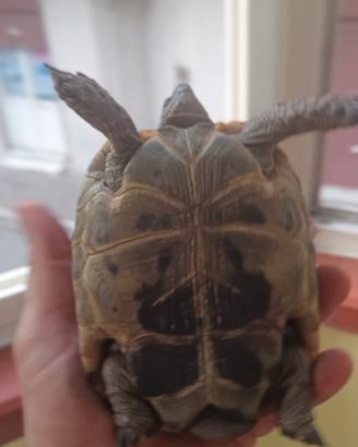 Animali