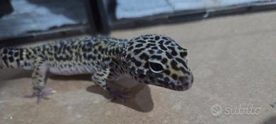 Geco leopardino
