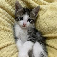 Cuccioli derivato maine coon gattini