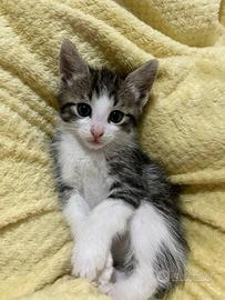 Cuccioli derivato maine coon gattini