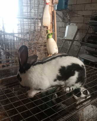 Conigli papillon