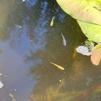 Pesci Medaka non selezionati (avannotti)