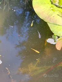 Pesci Medaka non selezionati (avannotti)