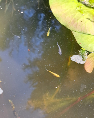 Pesci Medaka non selezionati (avannotti)