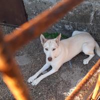Cagnolina giovane e dolcissima
