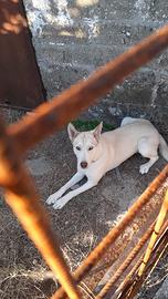 Cagnolina giovane e dolcissima