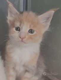Maine Coon TORTIE