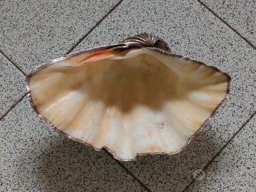 Valva di TRIDACNA GIGAS rivestita in metallo