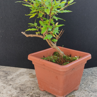 Bonsai melograno D