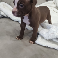 Cuccioli di Pitbull ukc rednose