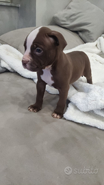 Cuccioli di Pitbull ukc rednose