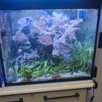 lampade led per acquario 