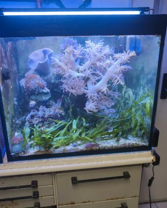 lampade led per acquario 