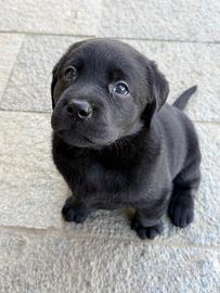 Cuccioli Labrador Retriver