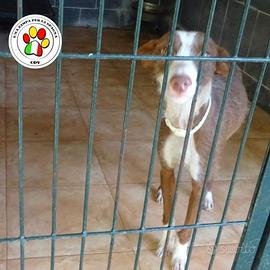 FLOYD giovanissimo Podenco