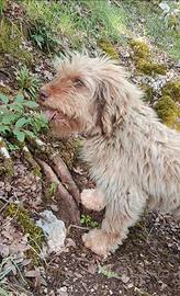 Lagotto/Bracco Ungherese