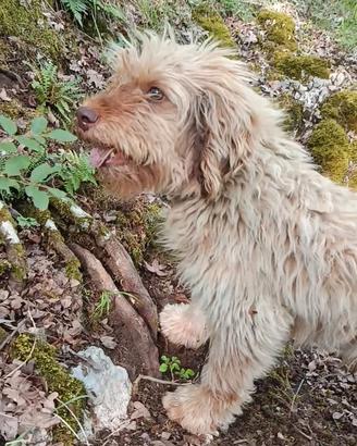Lagotto/Bracco Ungherese